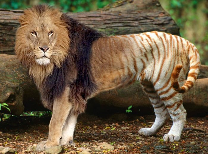 טיגון עם רעמה