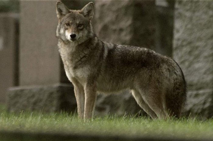 קויוולף על הדשא