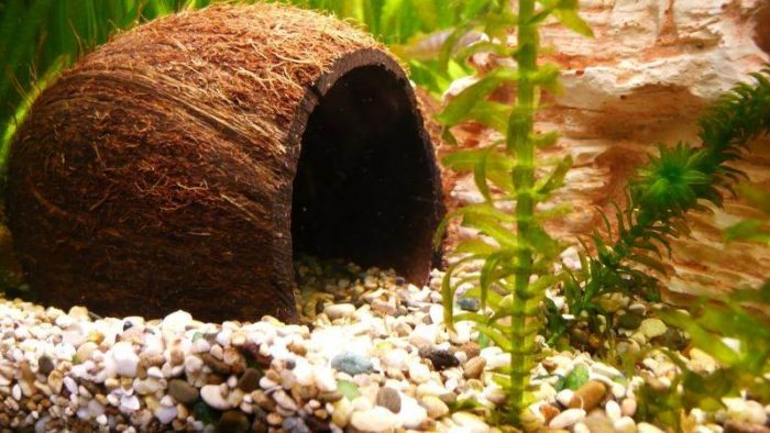 קישוט אקווריום קליפות קוקוס