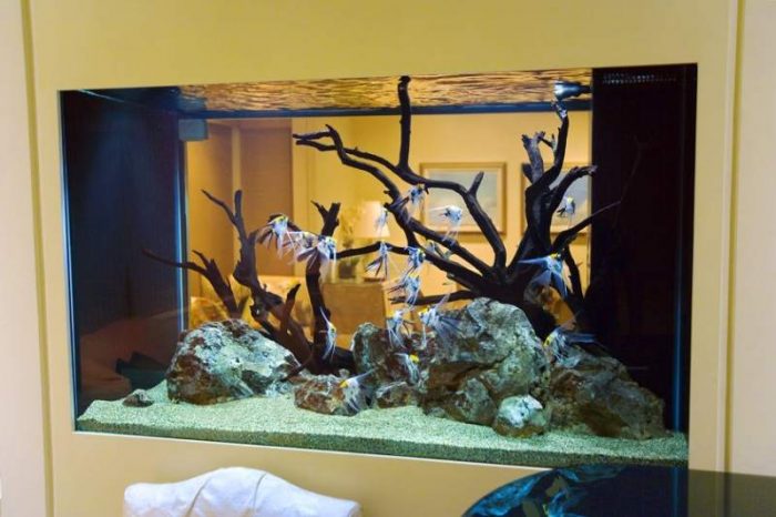 קישוט אקווריום עם אבנים ועצי סחף