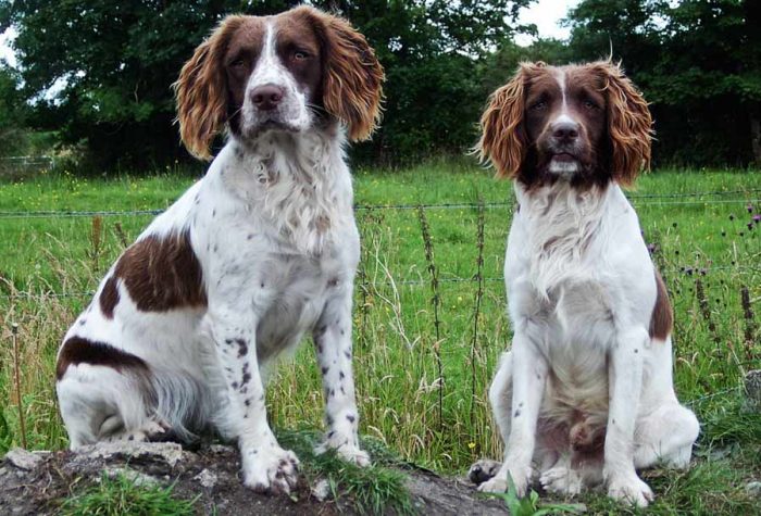 ספניילים רוסים