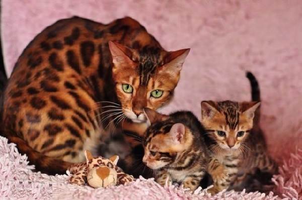 חתול בנגלי עם גורים