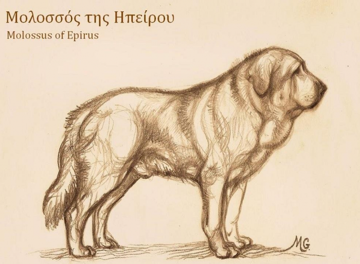 כלב המולוסוס הוא צאצא של הטלבוס.