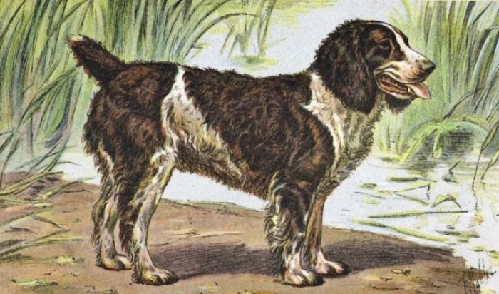 גזע הכלבים האנגלי המים ספניאל שנכחד