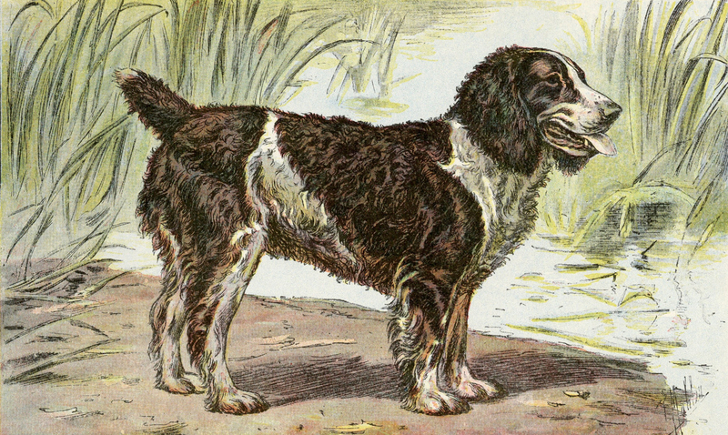 ספנייל מים אנגלי