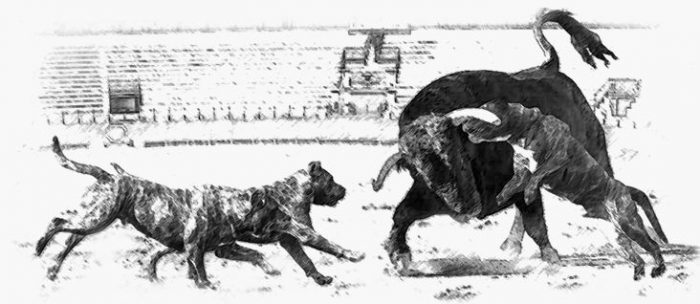 מולוסים תוקפים פר