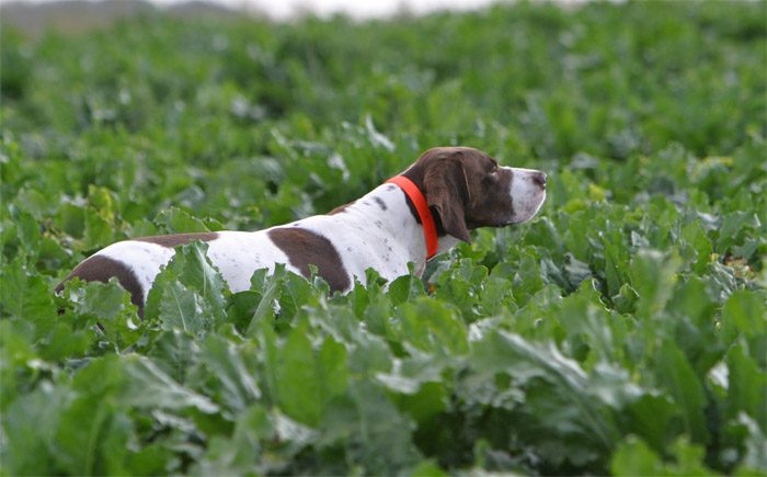 כלב על הדשא