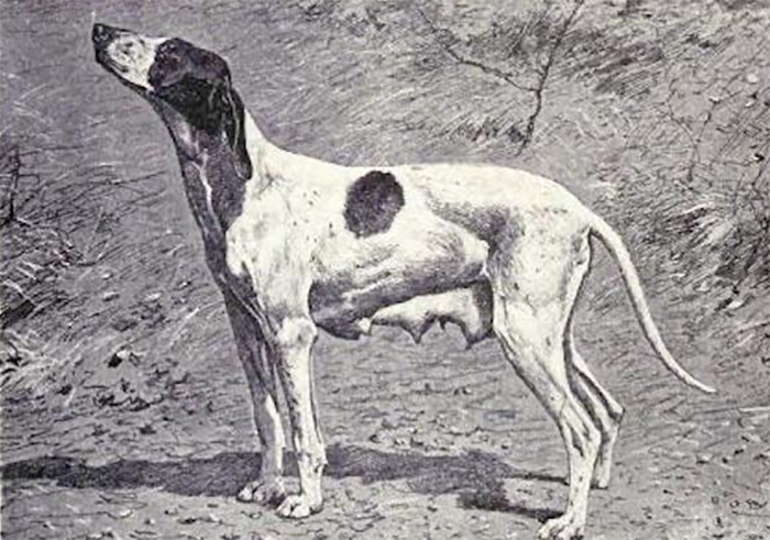 גזע הכלבים הנכחד ברק דופוי