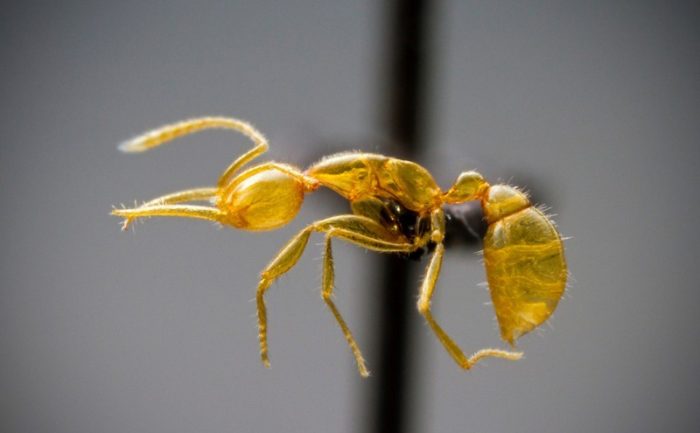 נמלת מרטיאליס היוריקה