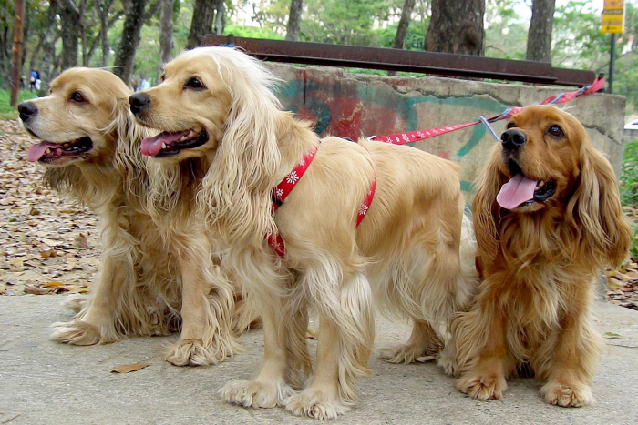 קוקר ספניאל אנגלי