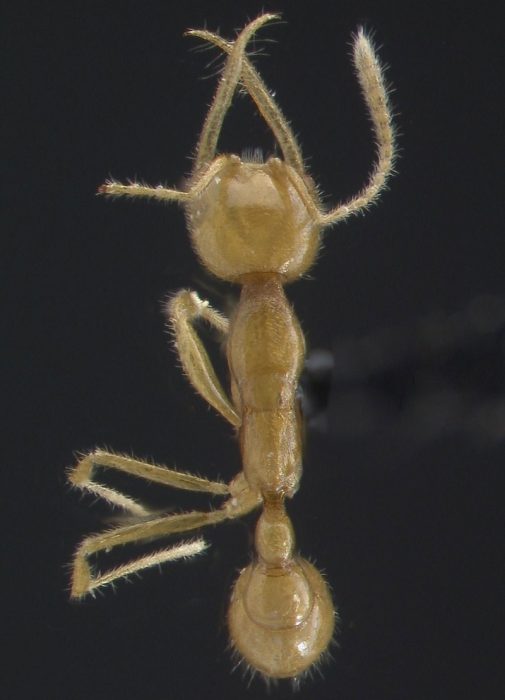 תמונה של הנמלה Martialis heureka