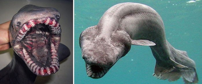 תמונה של כריש מקומט