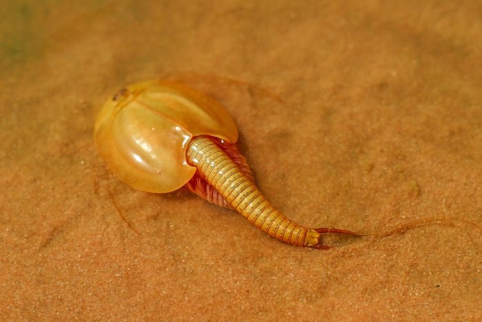 דג מגן על החול