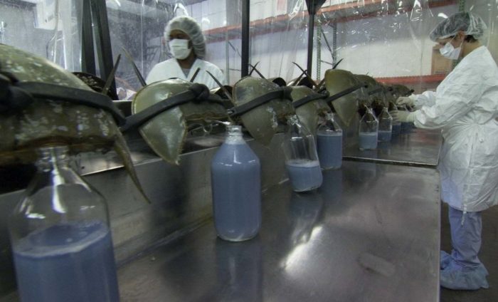 סרטני פרסה במעבדה