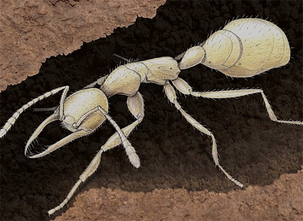 ציור של הנמלה Martialis heureka