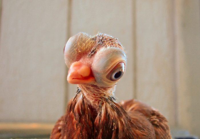 יונה קצרת מקור של בודפשט