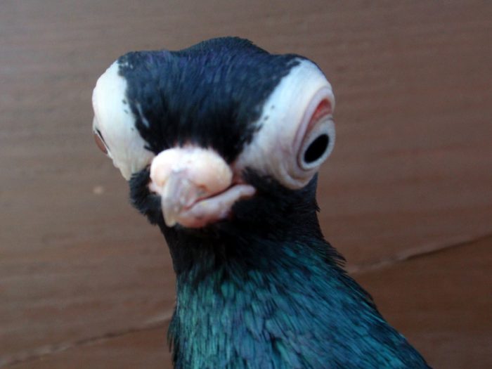 יונה קצרת מקור של בודפשט