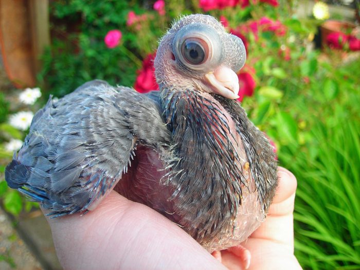 יונה קצרת מקור של בודפשט