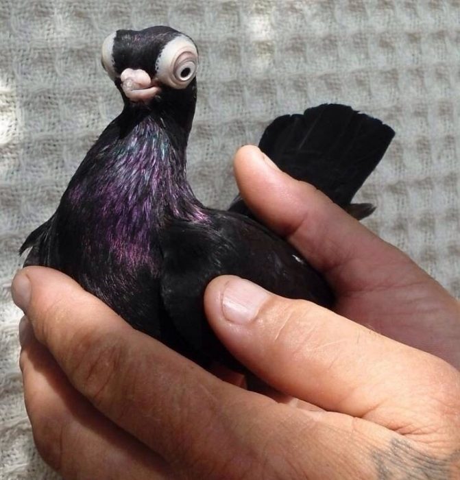 יונה קצרת מקור של בודפשט