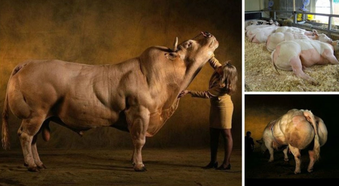 פרות כחולות בלגיות