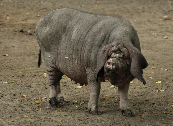 מיישן חזירים
