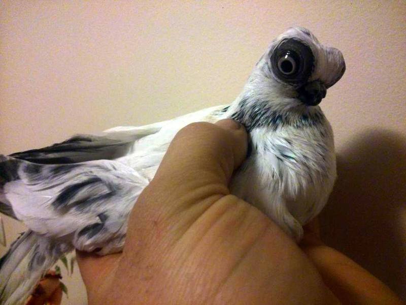 פרנקנשטיין בטבע הם בעלי חיים יוצאי דופן שגודלו על ידי בני אדם.