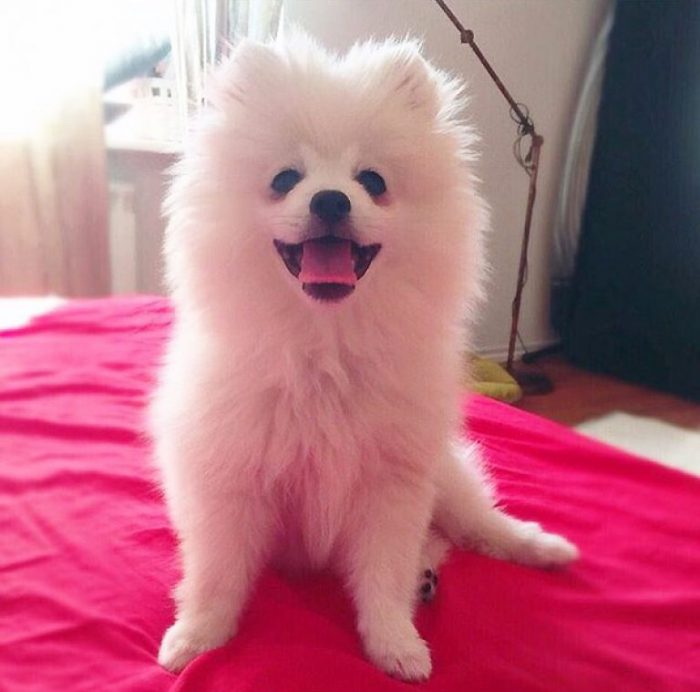 שפיץ לבן על המיטה