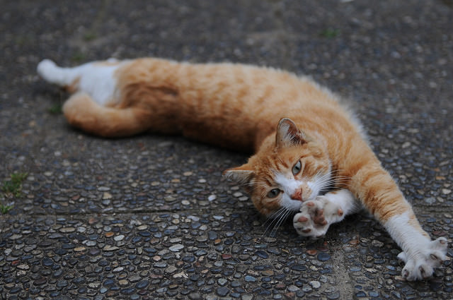 חתול מתמתח אחרי השינה