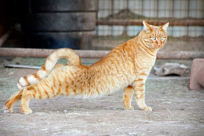 חתול ג'ינג'י נמתח בחוץ