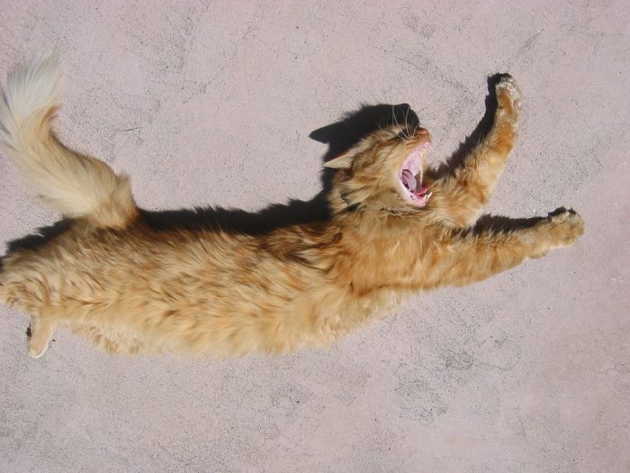 החתול שוכב, מפהק ומתמתח