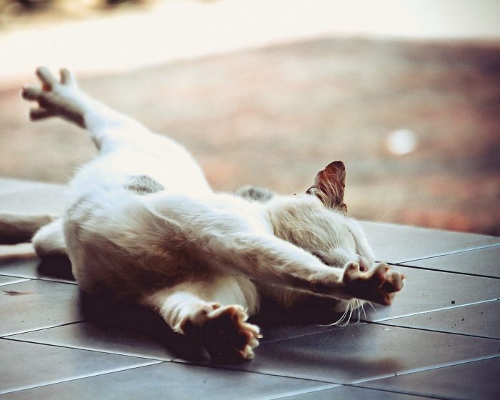 חתלתול נמתח בעיניים עצומות