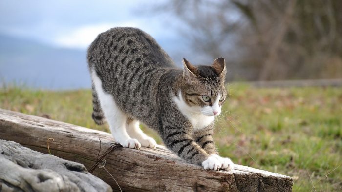 חתול מתמתח לפני ציד.