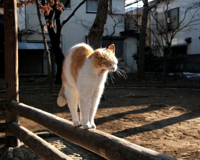 חתול מתמתח ומפהק על גדר