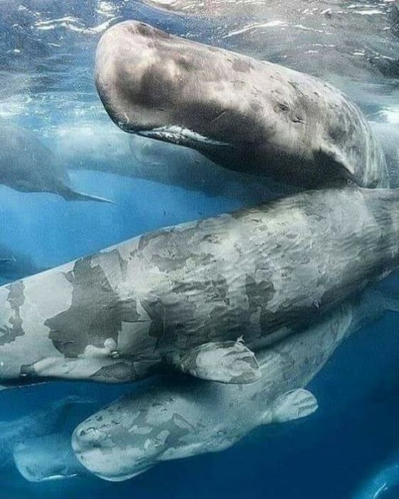 לווייתני זרע