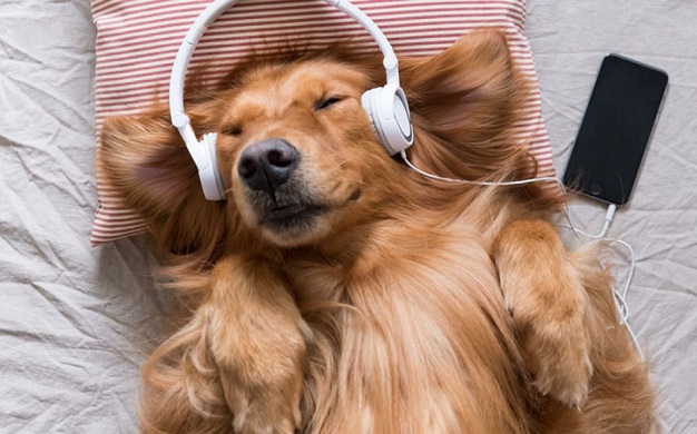 כלב באוזניות