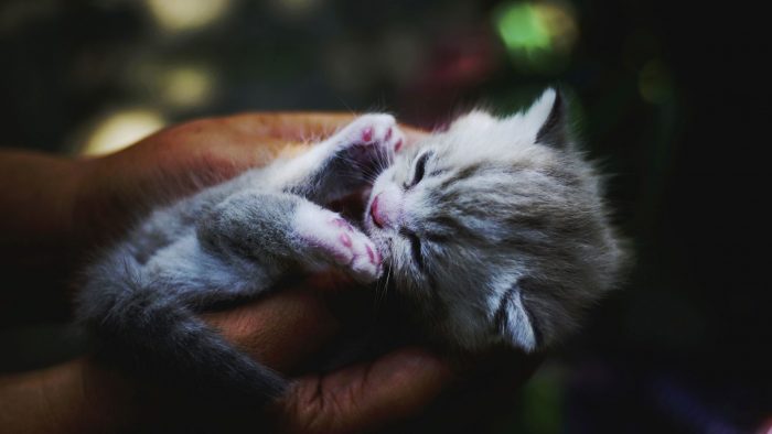 חתלתול ישנוני בידיים