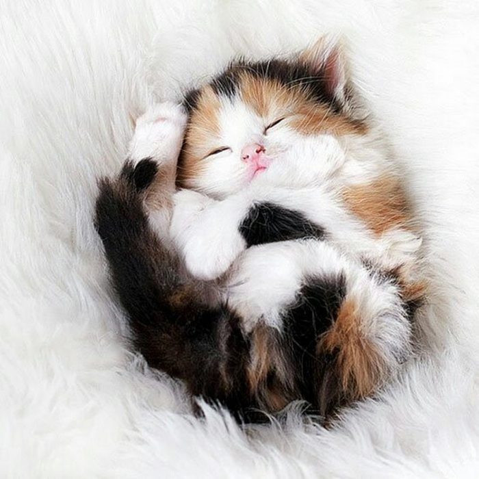 חתלתול טריקולור ישן