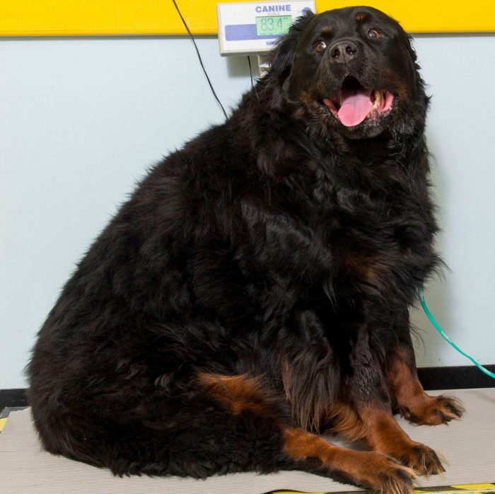 רוטוויילר שמן