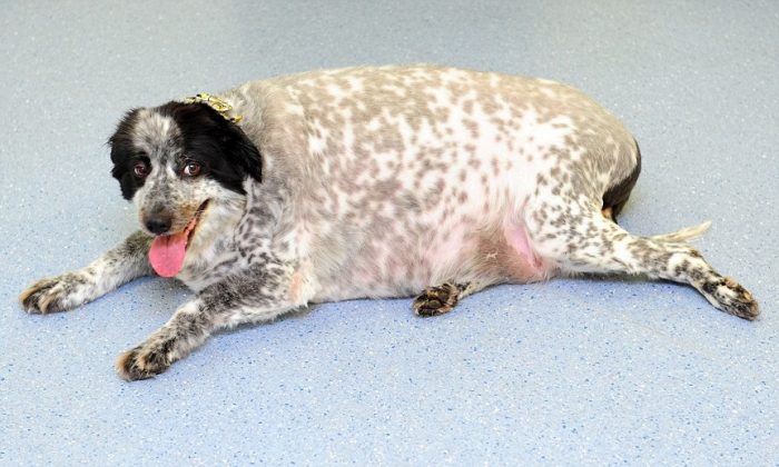 בורדר קולי שמן