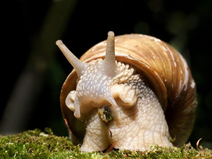 שַׁבְּלוּל