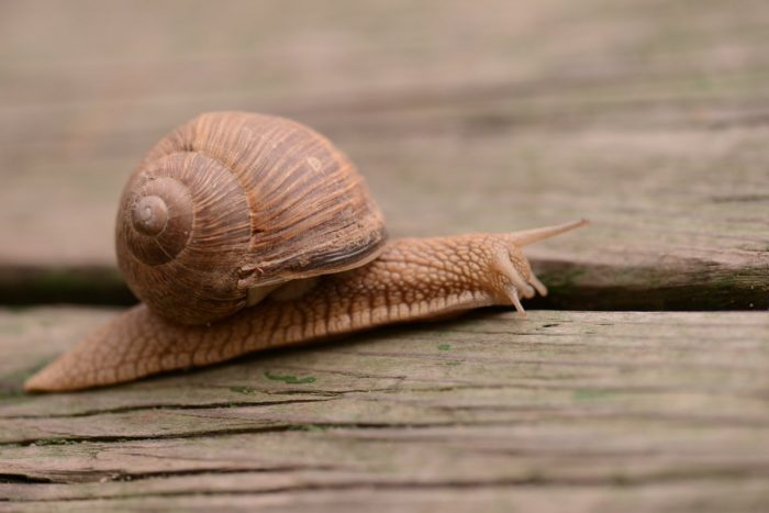 שַׁבְּלוּל