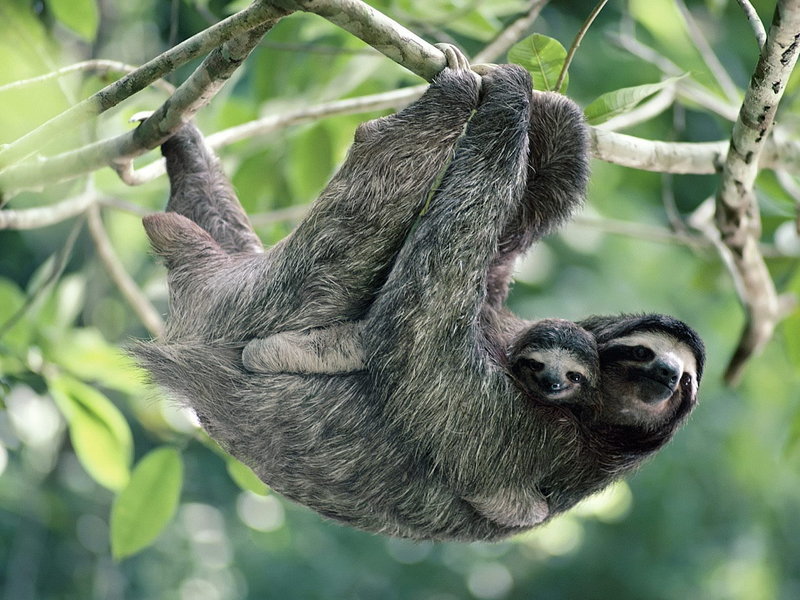 עצלן עם תינוק
