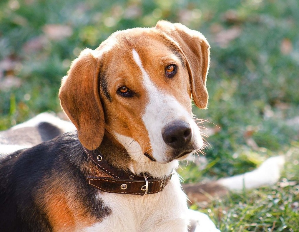 5 גזעי כלבים יפים שפותחו ברוסיה אך לא מוכרים ברחבי העולם