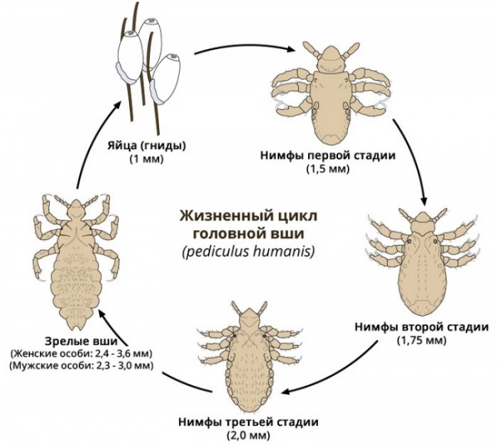 מחזור החיים של כיני ראש