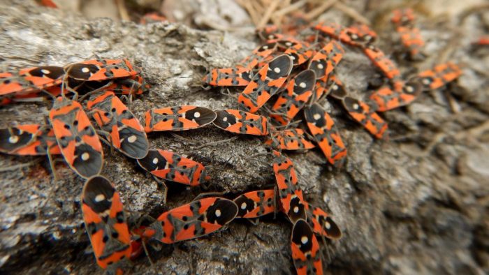 חרקי חייל על סלע