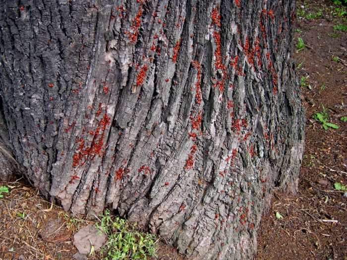 חרק אדום על קליפת עץ