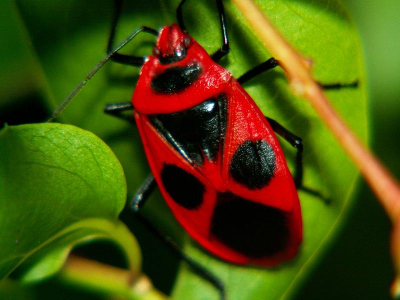 המזיק המקסים, חרק החייל