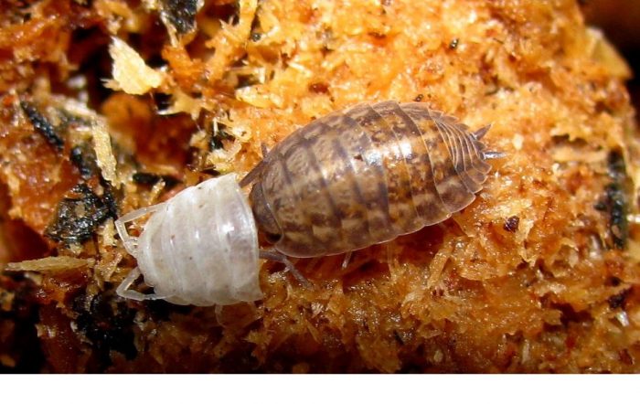 נשירת כיני עץ