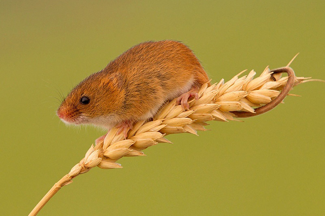 עכבר קטן על שפיצול