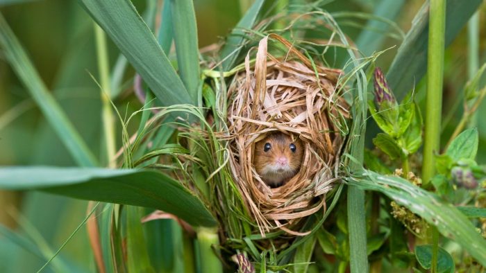 ביתו של גור העכברים
